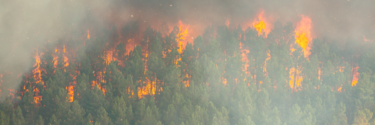 Canadian Wild Fire Smoke in New Jersey and New York